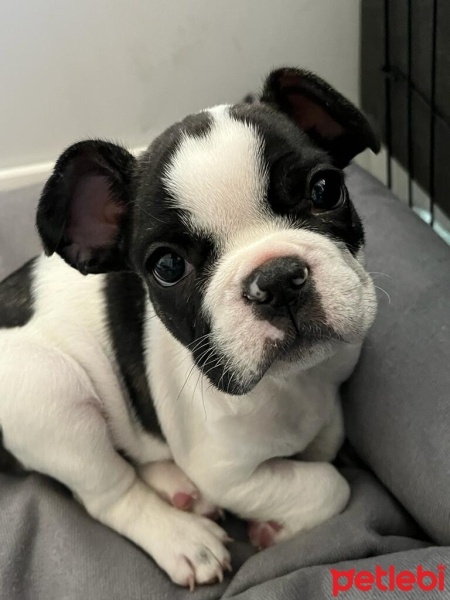 Fransız Bulldog, Köpek  ZEUS fotoğrafı