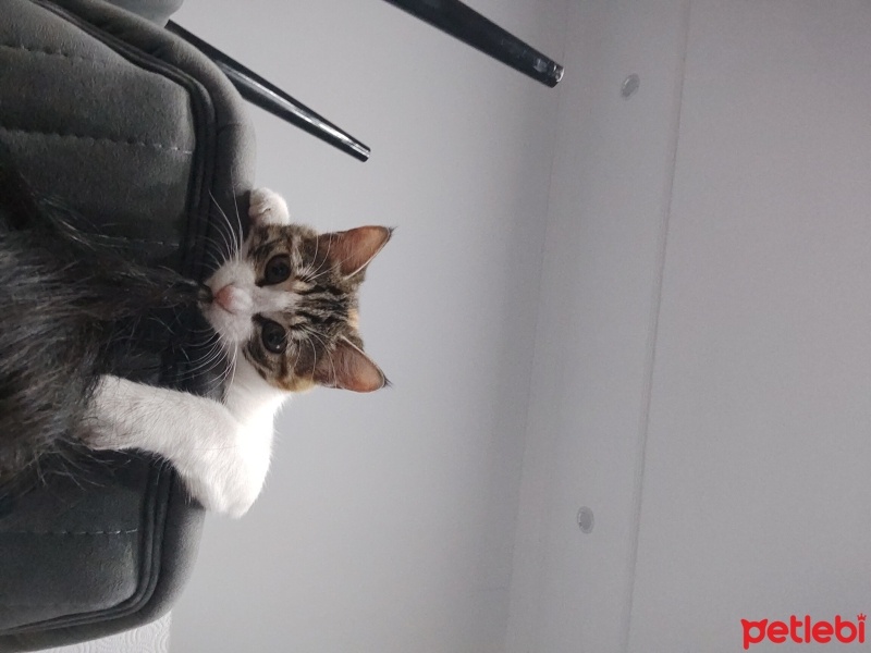 Tekir Kedi, Kedi  Mia fotoğrafı