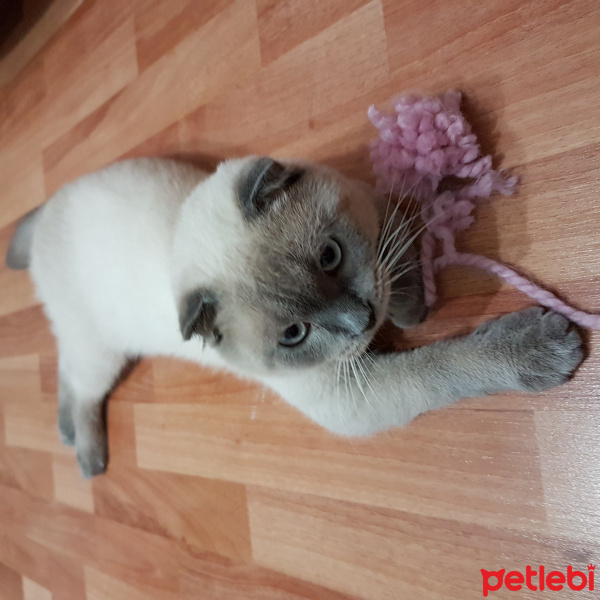 Scottish Fold, Kedi  Pati fotoğrafı