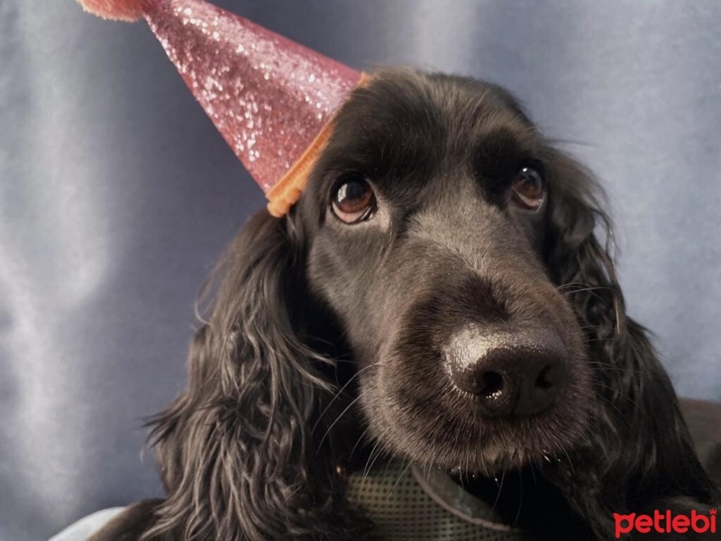 İngiliz Cocker Spaniel, Köpek  zeytin fotoğrafı