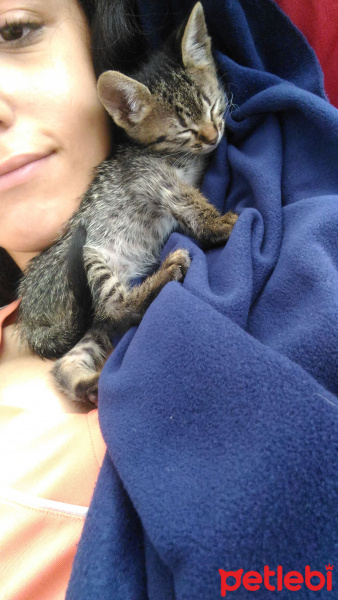 Tekir Kedi, Kedi  Azem fotoğrafı