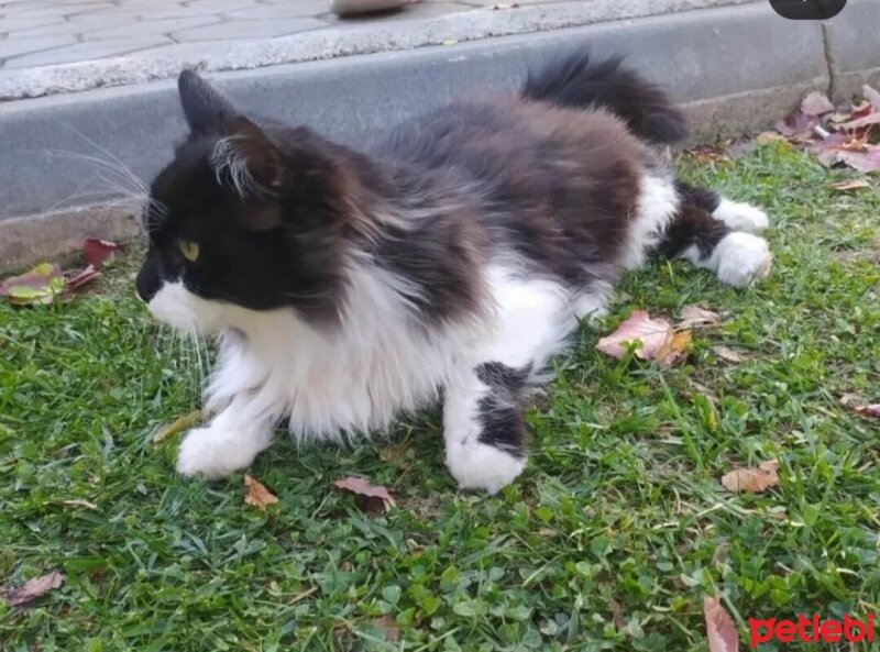 Tuxedo (Smokin) Kedi, Kedi  İsveç fotoğrafı