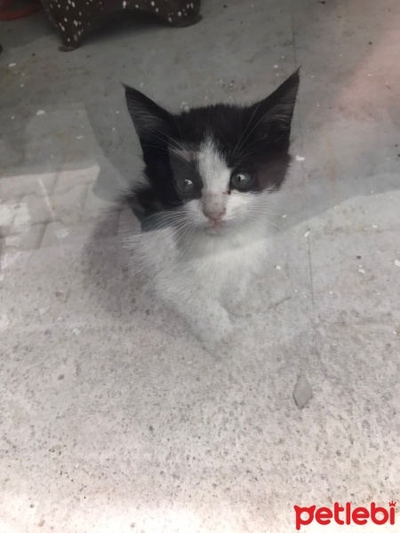 Tekir Kedi, Kedi  Gece fotoğrafı