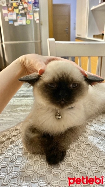 British Shorthair, Kedi  Süt fotoğrafı