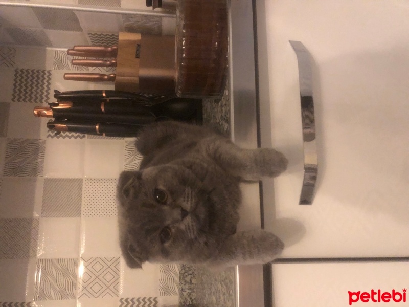 Scottish Fold, Kedi  DUMAN fotoğrafı