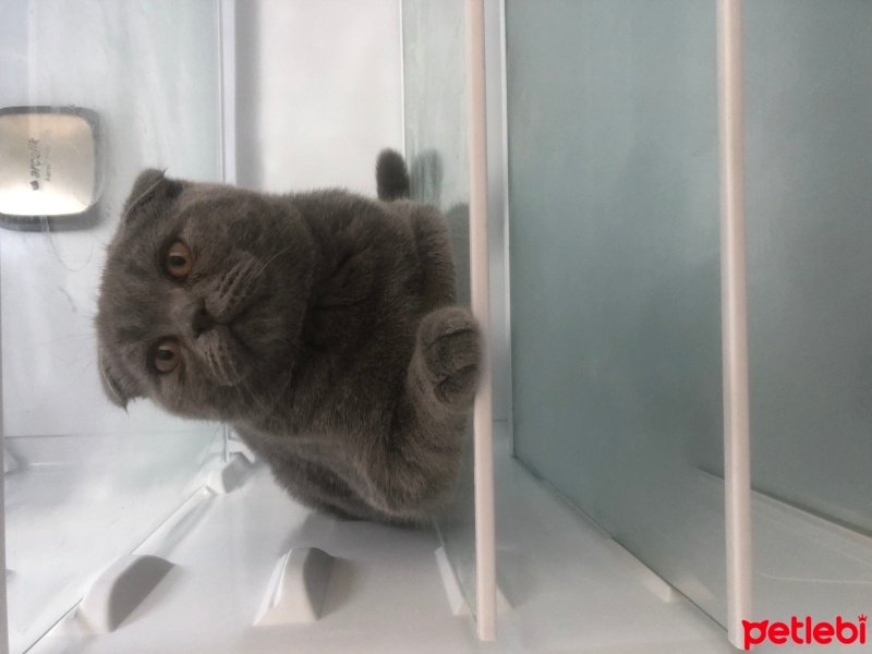 Scottish Fold, Kedi  DUMAN fotoğrafı