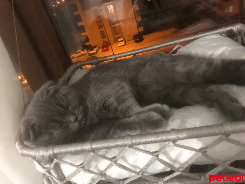 Scottish Fold, Kedi  DUMAN fotoğrafı