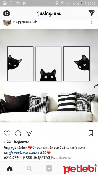 Tekir Kedi, Kedi  Mia fotoğrafı