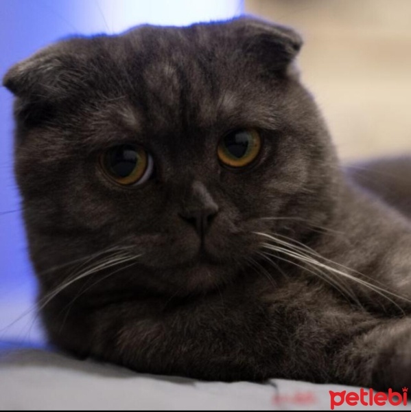 Scottish Fold, Kedi  Zeus fotoğrafı