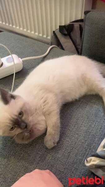 British Shorthair, Kedi  Gris fotoğrafı