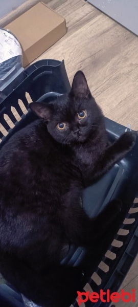 Scottish Fold, Kedi  Duman fotoğrafı