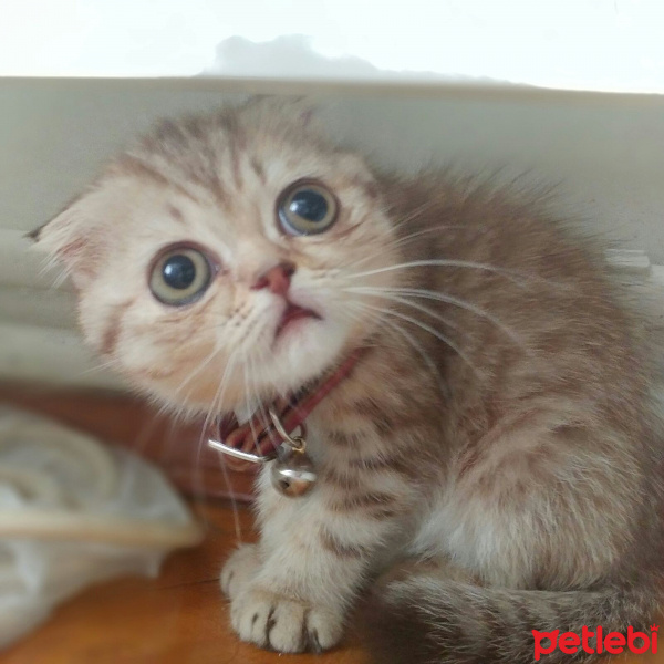 Scottish Fold, Kedi  Luna fotoğrafı