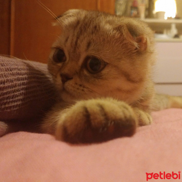 Scottish Fold, Kedi  Luna fotoğrafı