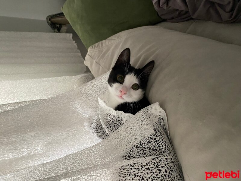 Tuxedo (Smokin) Kedi, Kedi  Bebişko fotoğrafı