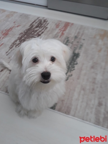 Maltese, Köpek  Merkür fotoğrafı