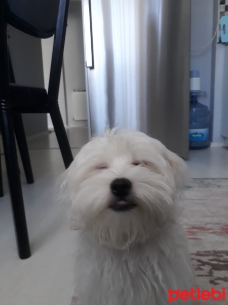 Maltese, Köpek  Merkür fotoğrafı