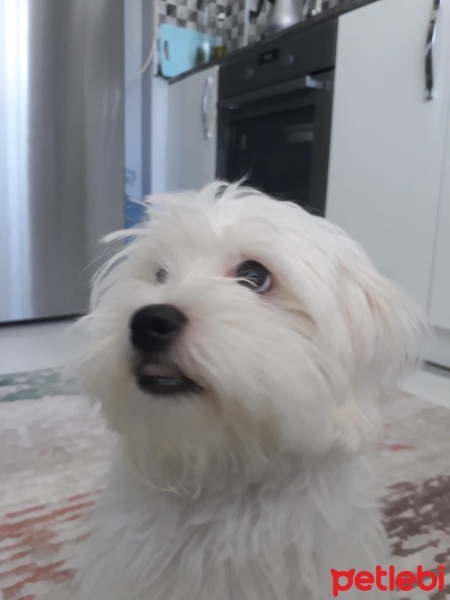 Maltese, Köpek  Merkür fotoğrafı