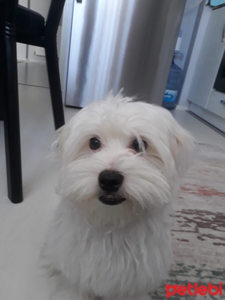 Maltese, Köpek  Merkür fotoğrafı