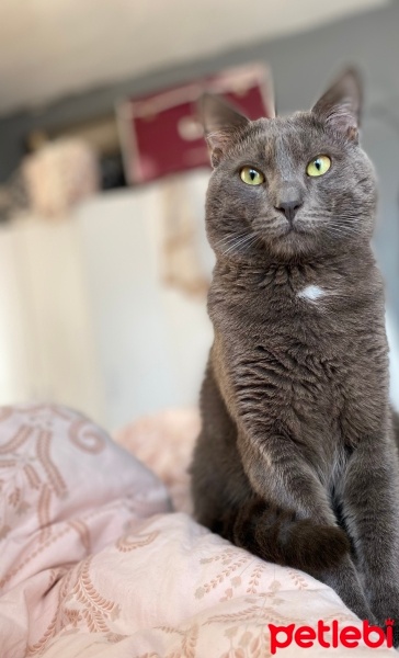 British Shorthair, Kedi  Duman fotoğrafı