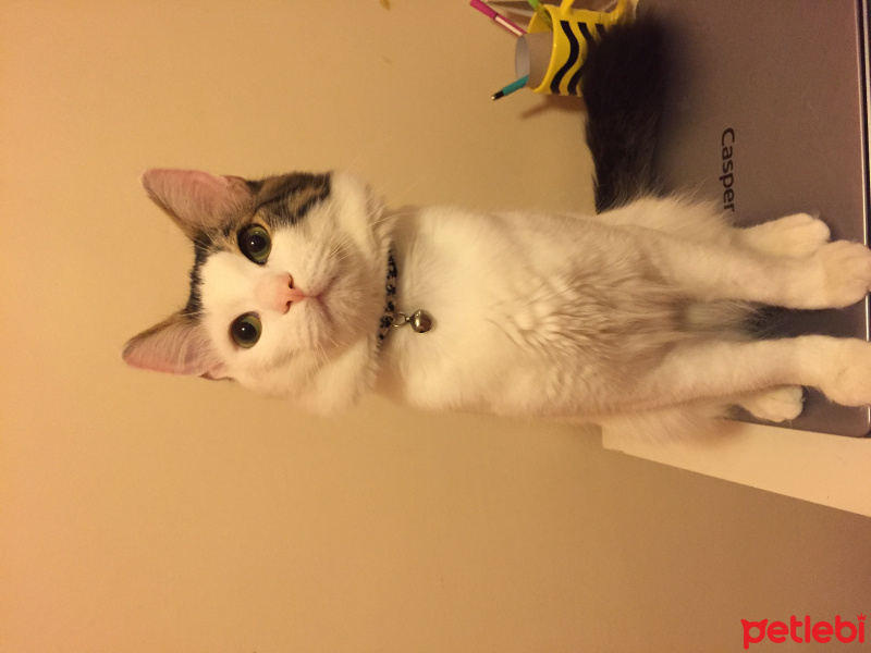 Tekir Kedi, Kedi  Mırmır fotoğrafı