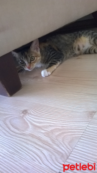 Tekir Kedi, Kedi  tarçın fotoğrafı
