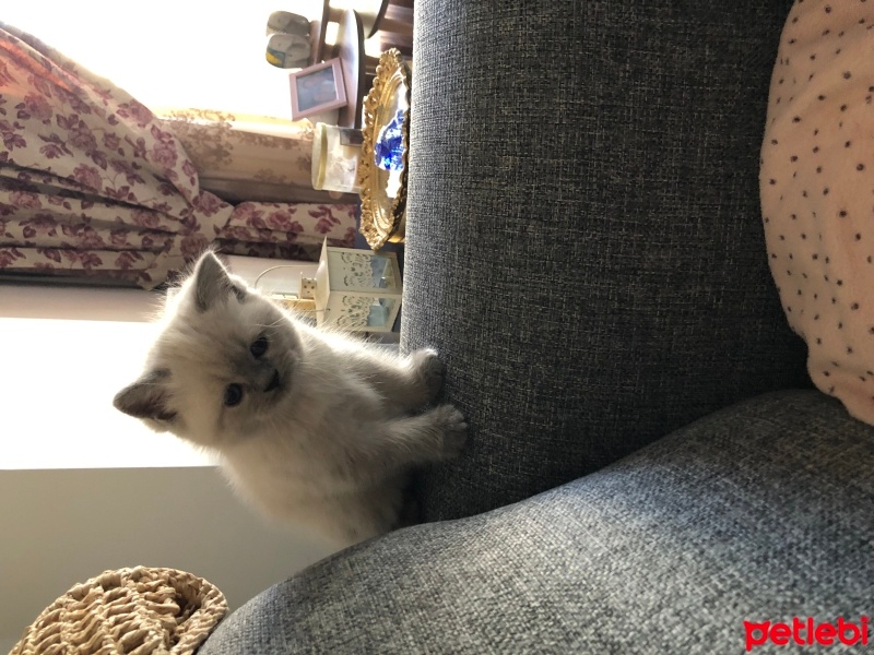 British Shorthair, Kedi  Şila fotoğrafı