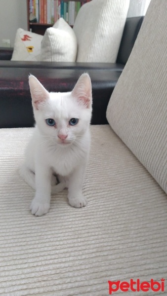 Ankara Kedisi, Kedi  Luna fotoğrafı