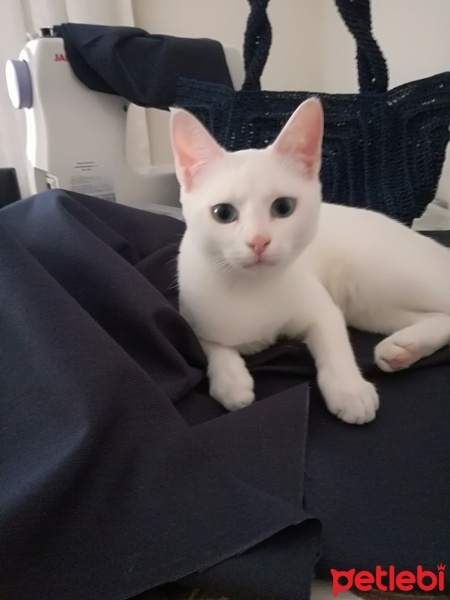 Ankara Kedisi, Kedi  Luna fotoğrafı