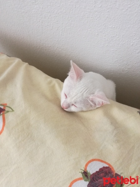 Ankara Kedisi, Kedi  Luna fotoğrafı