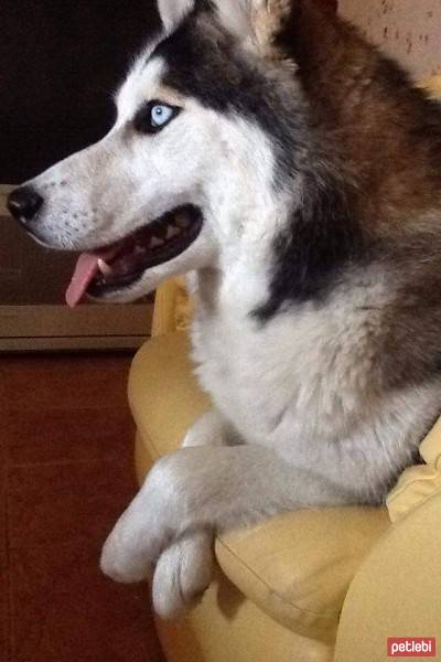 Sibirya Kurdu (Husky), Köpek  Asena  fotoğrafı