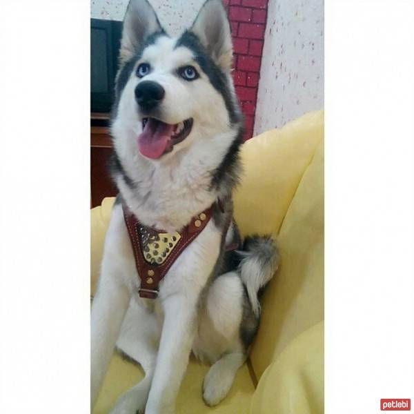 Sibirya Kurdu (Husky), Köpek  Asena  fotoğrafı