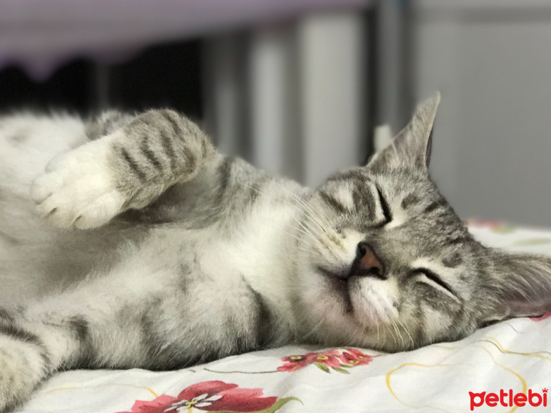 American Shorthair, Kedi  Cesur Bey fotoğrafı