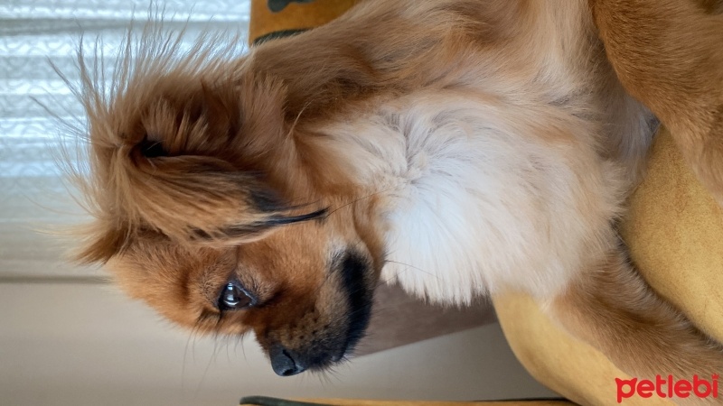 Pekingese, Köpek  Pablo fotoğrafı