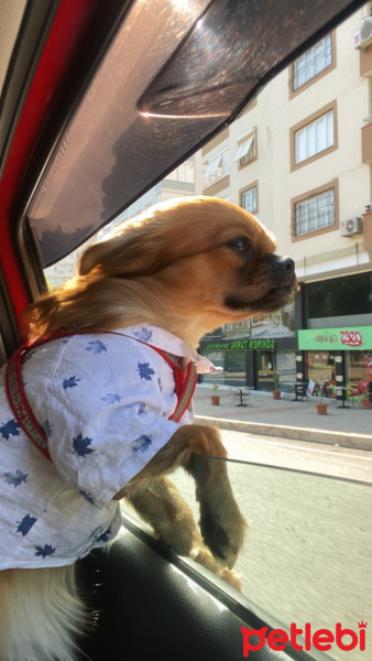 Pekingese, Köpek  Pablo fotoğrafı