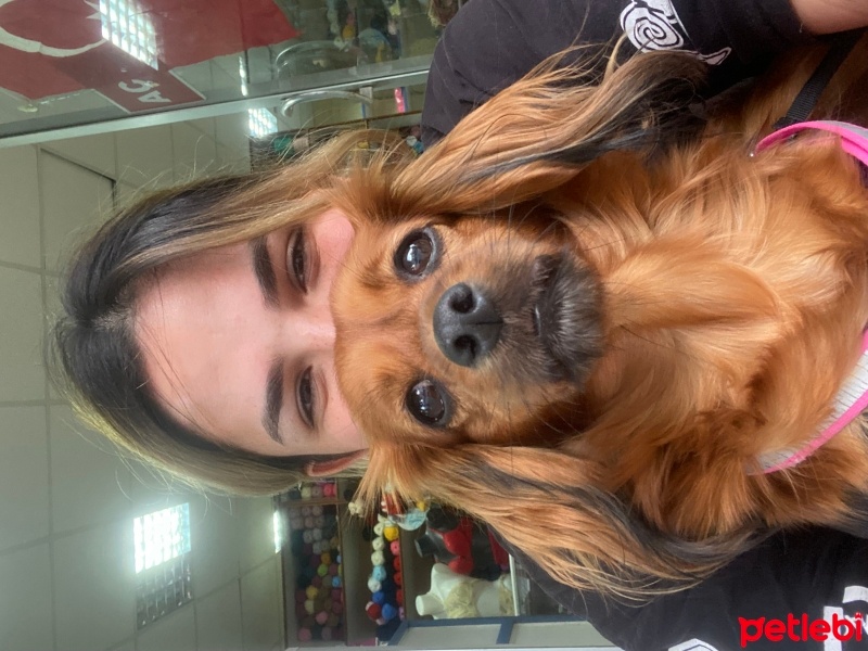 Pappilon, Köpek  Lady fotoğrafı