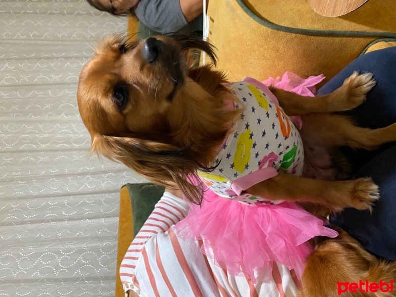 Pappilon, Köpek  Lady fotoğrafı