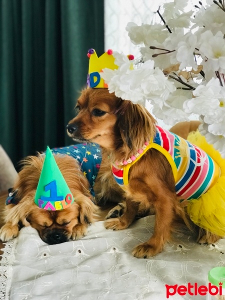 Pappilon, Köpek  Lady fotoğrafı