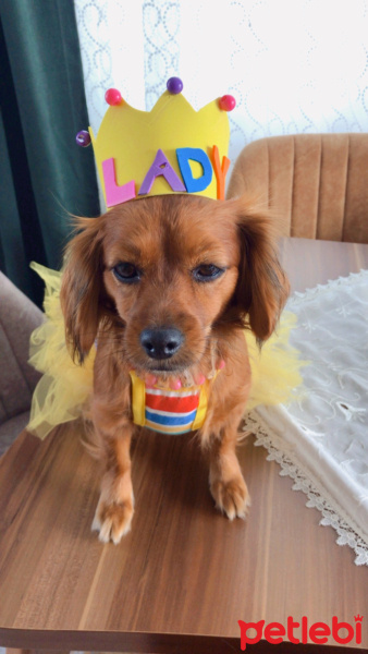 Pappilon, Köpek  Lady fotoğrafı