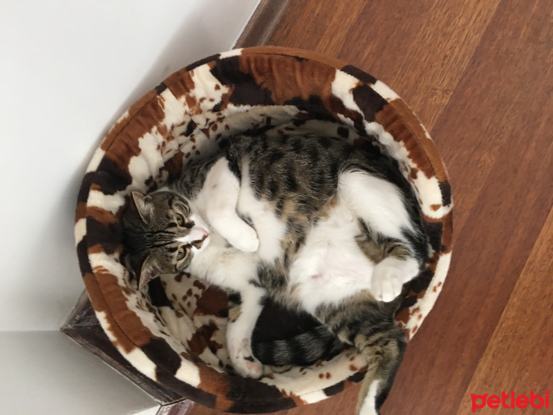 Tekir Kedi, Kedi  Şanslı fotoğrafı