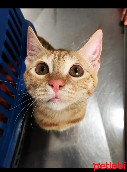 Sarman, Kedi  Tarçın fotoğrafı