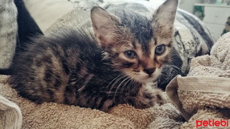 Tekir Kedi, Kedi  İsimsiz fotoğrafı