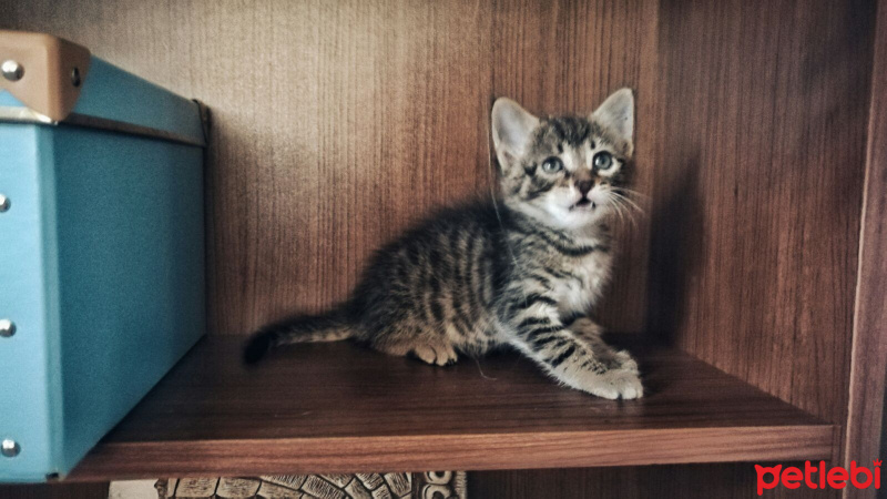 Tekir Kedi, Kedi  İsimsiz fotoğrafı
