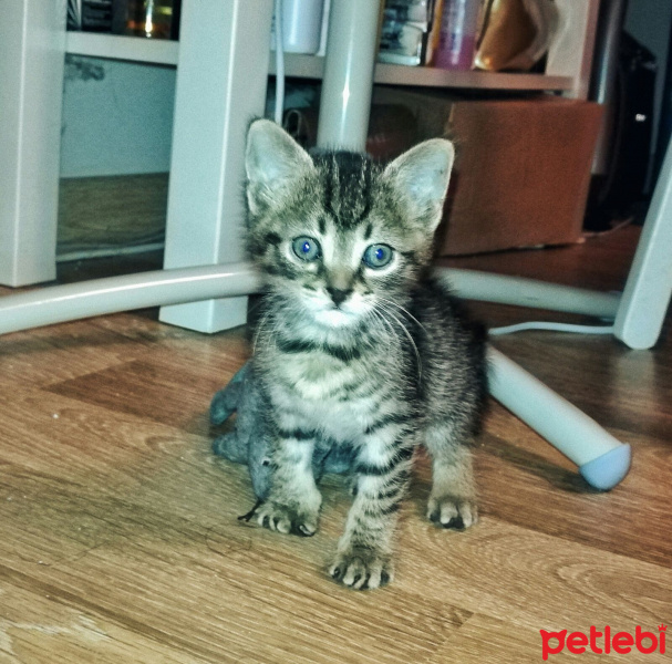 Tekir Kedi, Kedi  İsimsiz fotoğrafı
