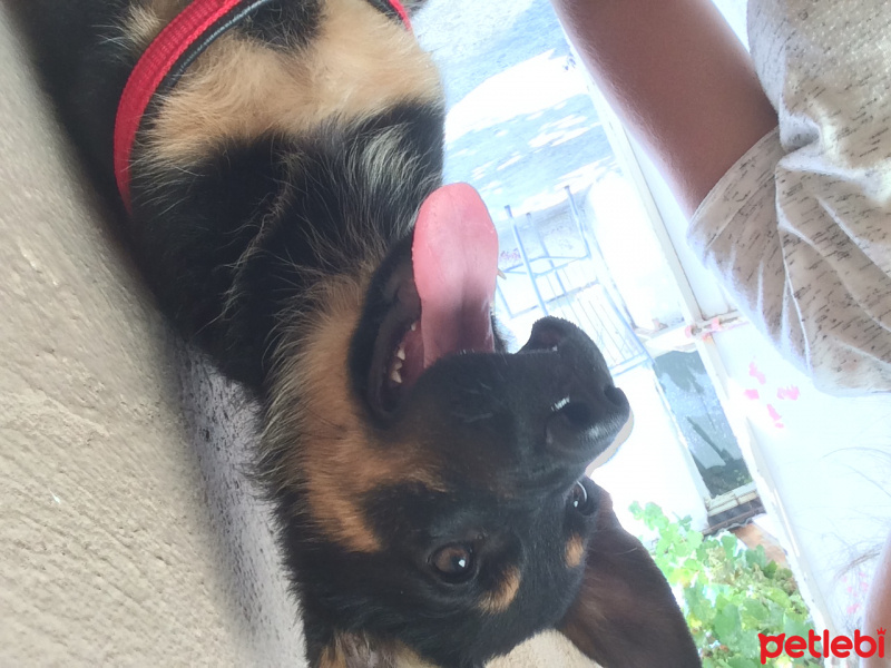 Alman Çoban Köpeği, Köpek  Kontes  fotoğrafı