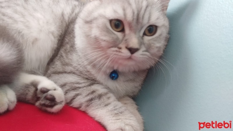 British Shorthair, Kedi  Pamuk fotoğrafı
