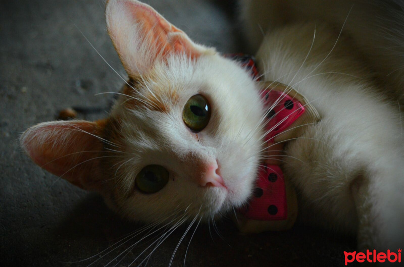 Tekir Kedi, Kedi  Minik fotoğrafı