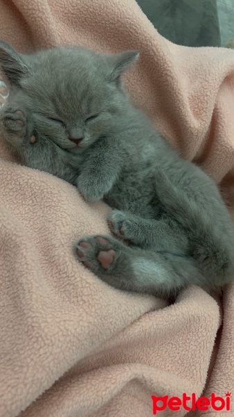 British Shorthair, Kedi  duman fotoğrafı