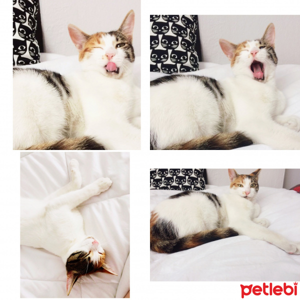 Tekir Kedi, Kedi  Minnak fotoğrafı