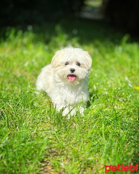 Maltese, Köpek  Oscar fotoğrafı