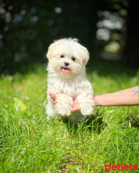 Maltese, Köpek  Oscar fotoğrafı